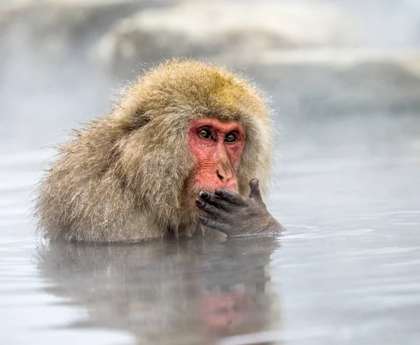 Macaco japonês em fonte termal — Fotografia de Stock