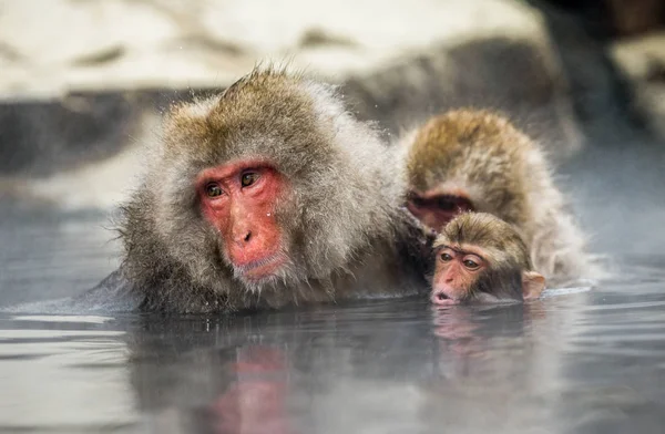 Macacos japoneses na água em fontes termais . — Fotografia de Stock