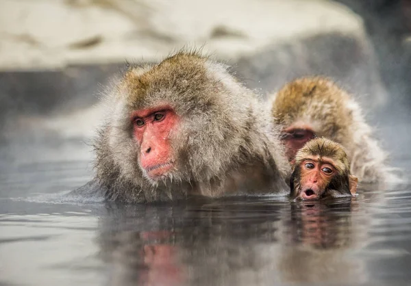 Macacos japoneses na água em fontes termais . — Fotografia de Stock