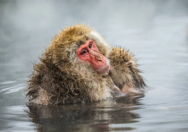 Japanse makaak in hete lente — Stockfoto