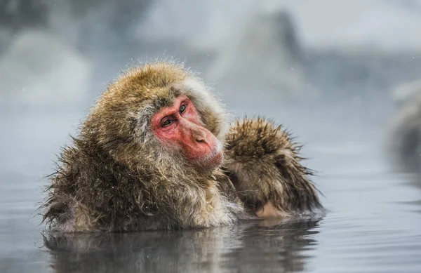 Japanese macaque in hot spring — Stock Photo, Image
