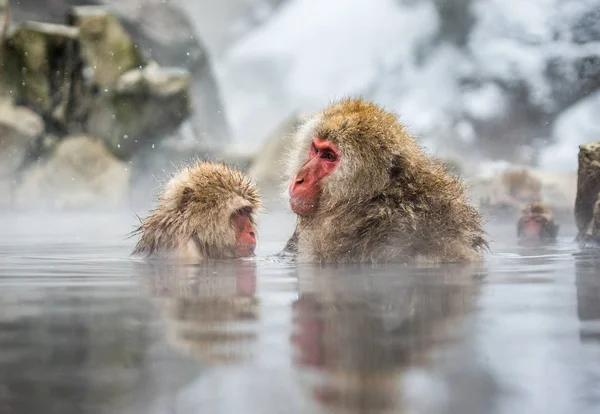 Macachi giapponesi in acqua in primavera calda . — Foto Stock