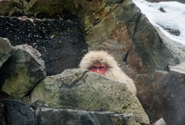 Makak japoński na skałach — Zdjęcie stockowe