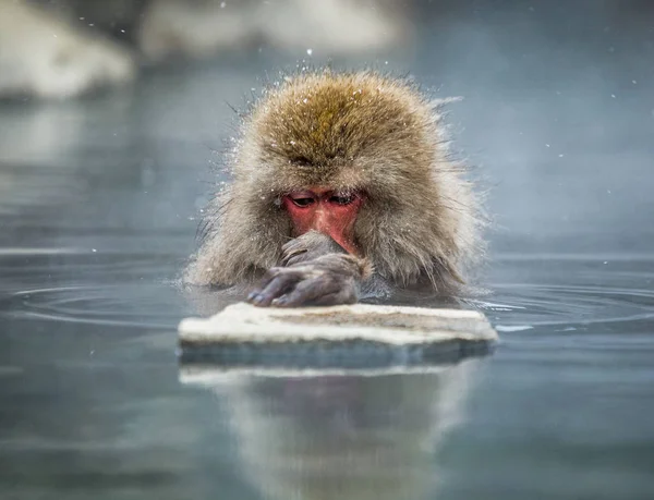 Japanese macaque in hot spring — Stock Photo, Image