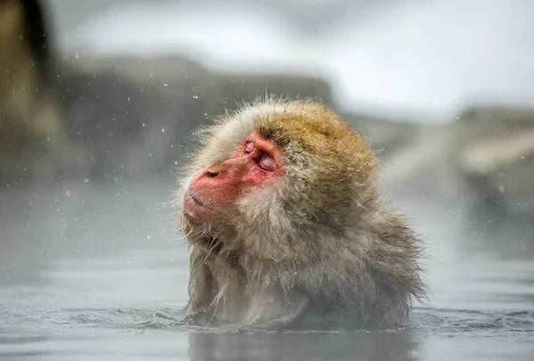 Japanese macaque in hot spring — Stock Photo, Image