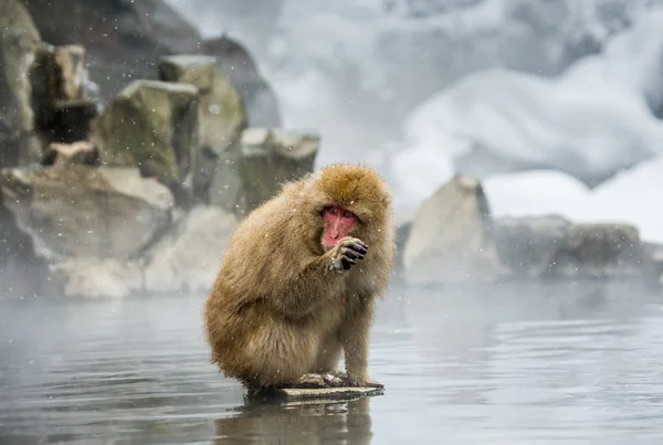 Macaco japonês sentado sobre pedras — Fotografia de Stock