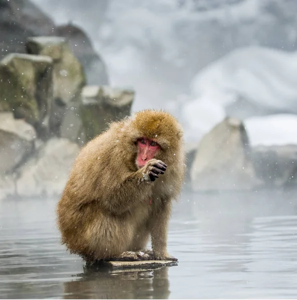 Ιαπωνική macaque κάθεται στις πέτρες — Φωτογραφία Αρχείου