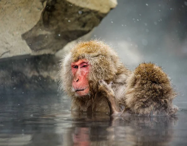 Macacos japoneses na água em fontes termais . — Fotografia de Stock