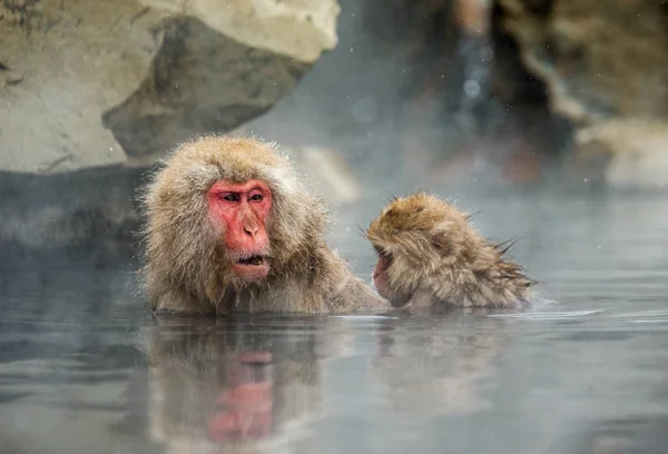 Kera Jepang di dalam air di mata air panas . — Stok Foto