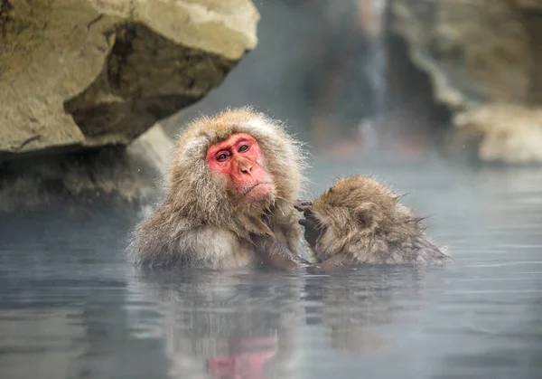 Macacos japoneses na água em fontes termais . — Fotografia de Stock