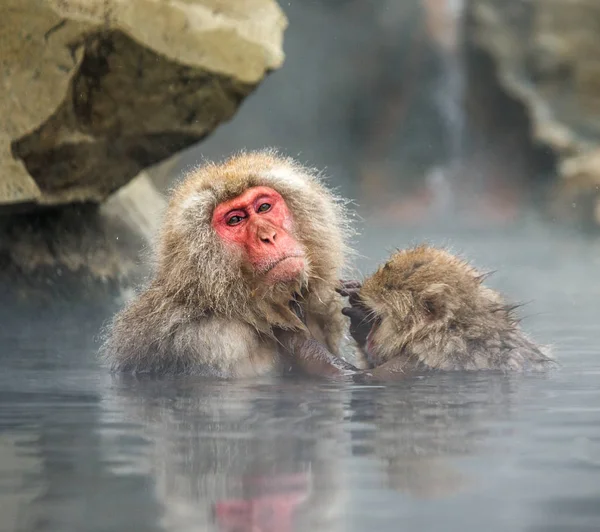 Macacos japoneses na água em fontes termais . — Fotografia de Stock