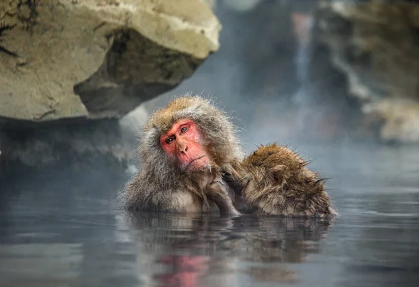 Portrait of macaque in water — Stock Photo, Image