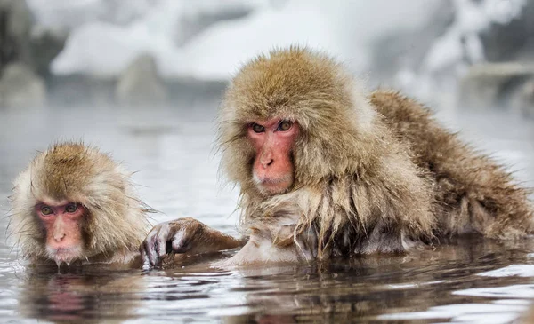 Macacos japoneses na água em fontes termais . — Fotografia de Stock
