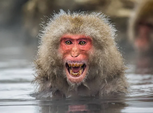 물에 원숭이의 초상화 — 스톡 사진
