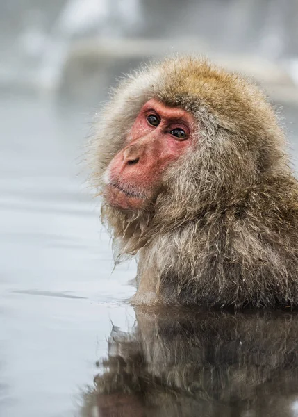 Retrato de macaco na água — Fotografia de Stock