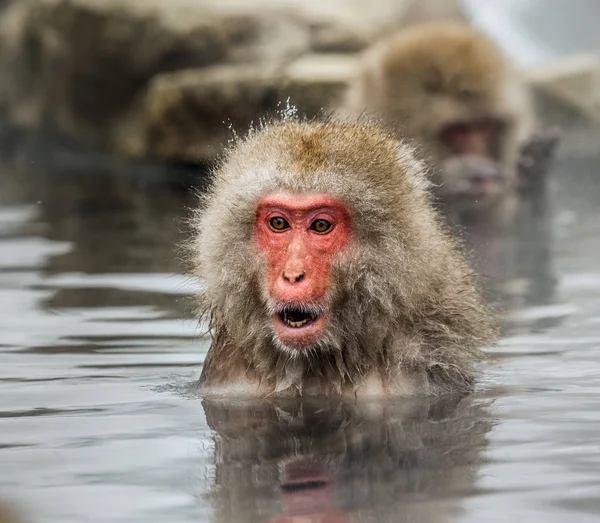 Портрет макака в воде — стоковое фото