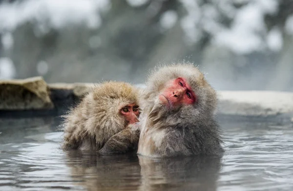 Japanese macaques in water in hot spring. — Stock Photo, Image