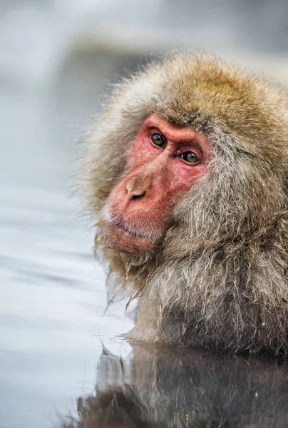 Retrato de macaco na água — Fotografia de Stock