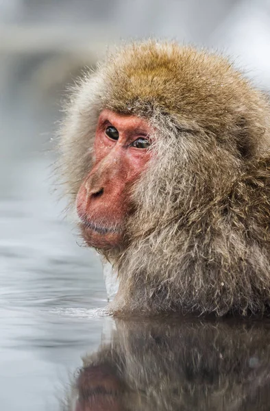 Retrato de macaco na água — Fotografia de Stock