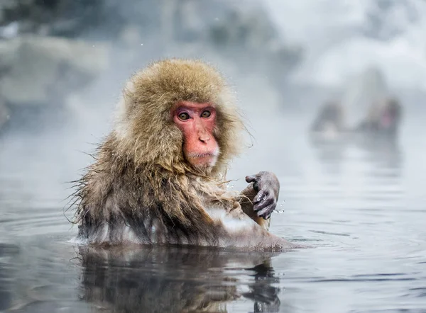 Retrato de macaco na água — Fotografia de Stock