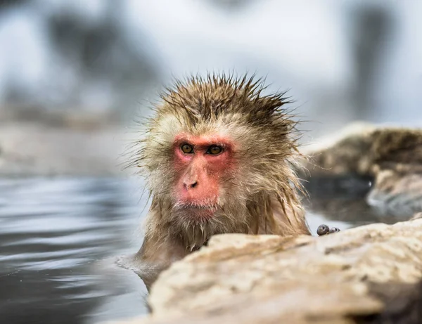 Retrato de macaco na água — Fotografia de Stock