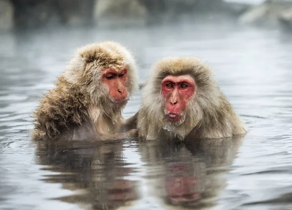 Macacos japoneses na água em fontes termais . — Fotografia de Stock