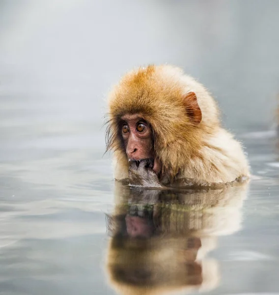 猕猴在水中的肖像 — 图库照片