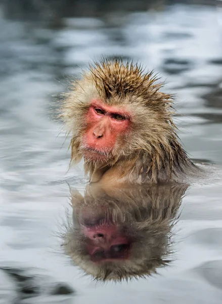 猕猴在水中的肖像 — 图库照片
