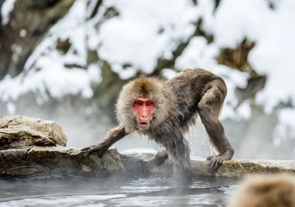 Ιαπωνική macaque στα βράχια — Φωτογραφία Αρχείου