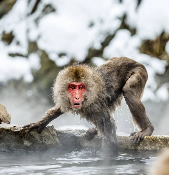 Japanese macaque on rocks
