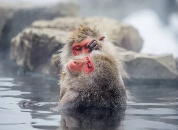 Macacos japoneses na água em fontes termais . — Fotografia de Stock