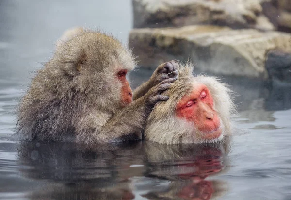 Macacos japoneses na água em fontes termais . — Fotografia de Stock