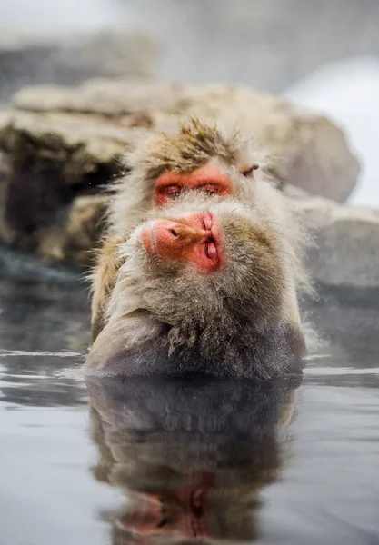 Japanse makaken in water in hete lente. — Stockfoto