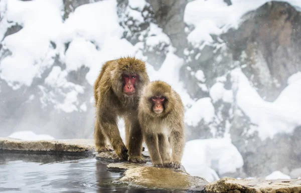 Macacos japoneses em pedras — Fotografia de Stock