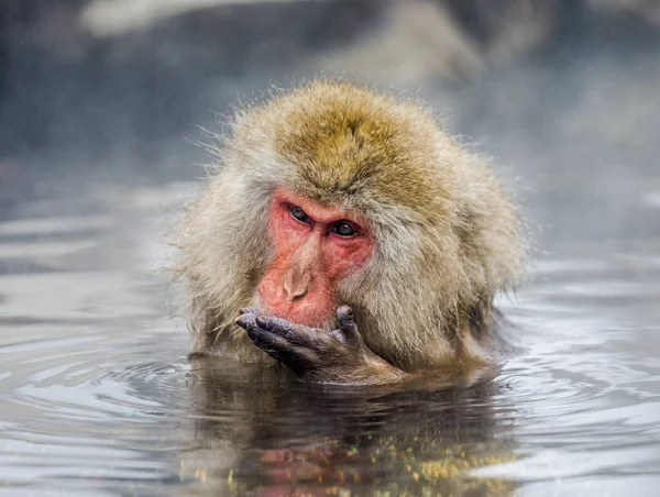 Macaque Jepang di mata air panas — Stok Foto