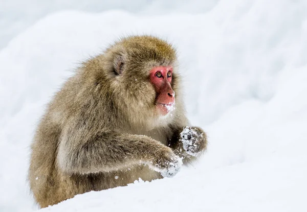 Portrait of snow macaque — Stock Photo, Image