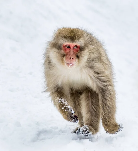 Ιαπωνική macaque τρέξιμο στο χιόνι. — Φωτογραφία Αρχείου