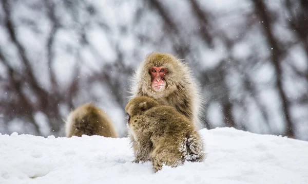 Mor med baby japanska makaker i snö. — Stockfoto