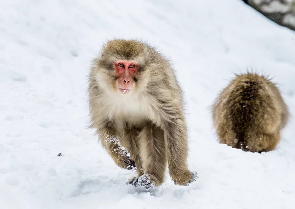 Ιαπωνική macaque τρέξιμο στο χιόνι. — Φωτογραφία Αρχείου