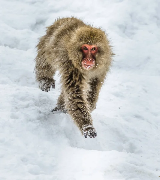 Ιαπωνική macaque τρέξιμο στο χιόνι. — Φωτογραφία Αρχείου