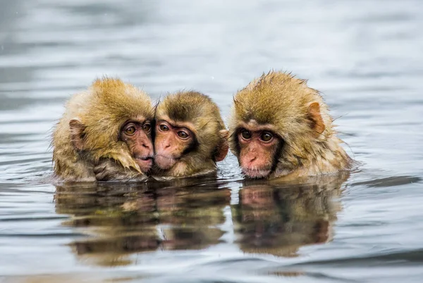 Японские макаки в воде в горячем источнике . — стоковое фото