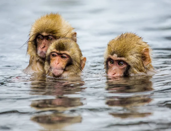 Японские макаки в воде в горячем источнике . — стоковое фото