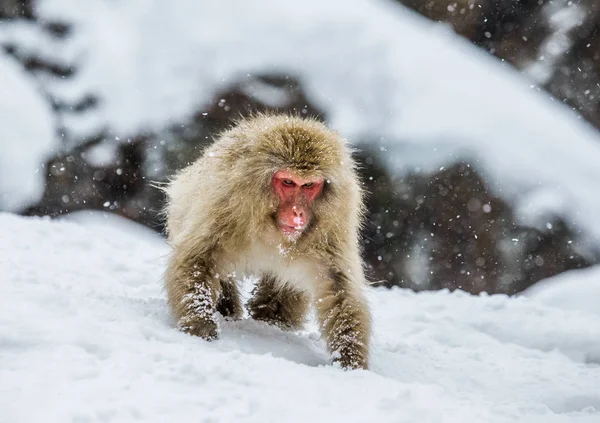 Portrait of snow macaque — Stock Photo, Image