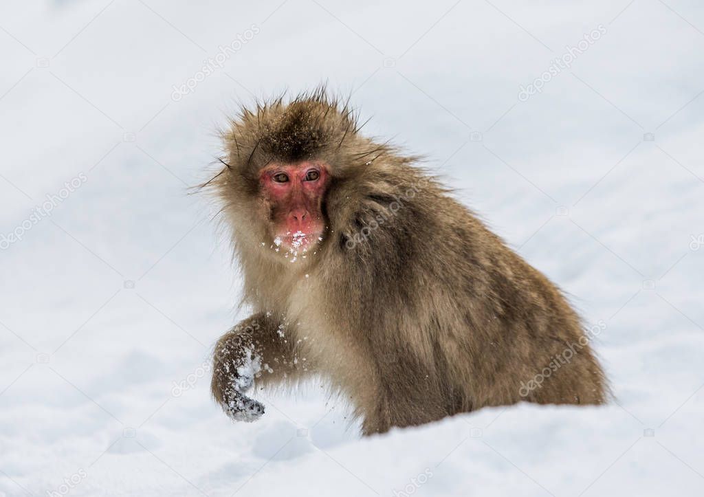 Japanese Macaque standing in snow. 