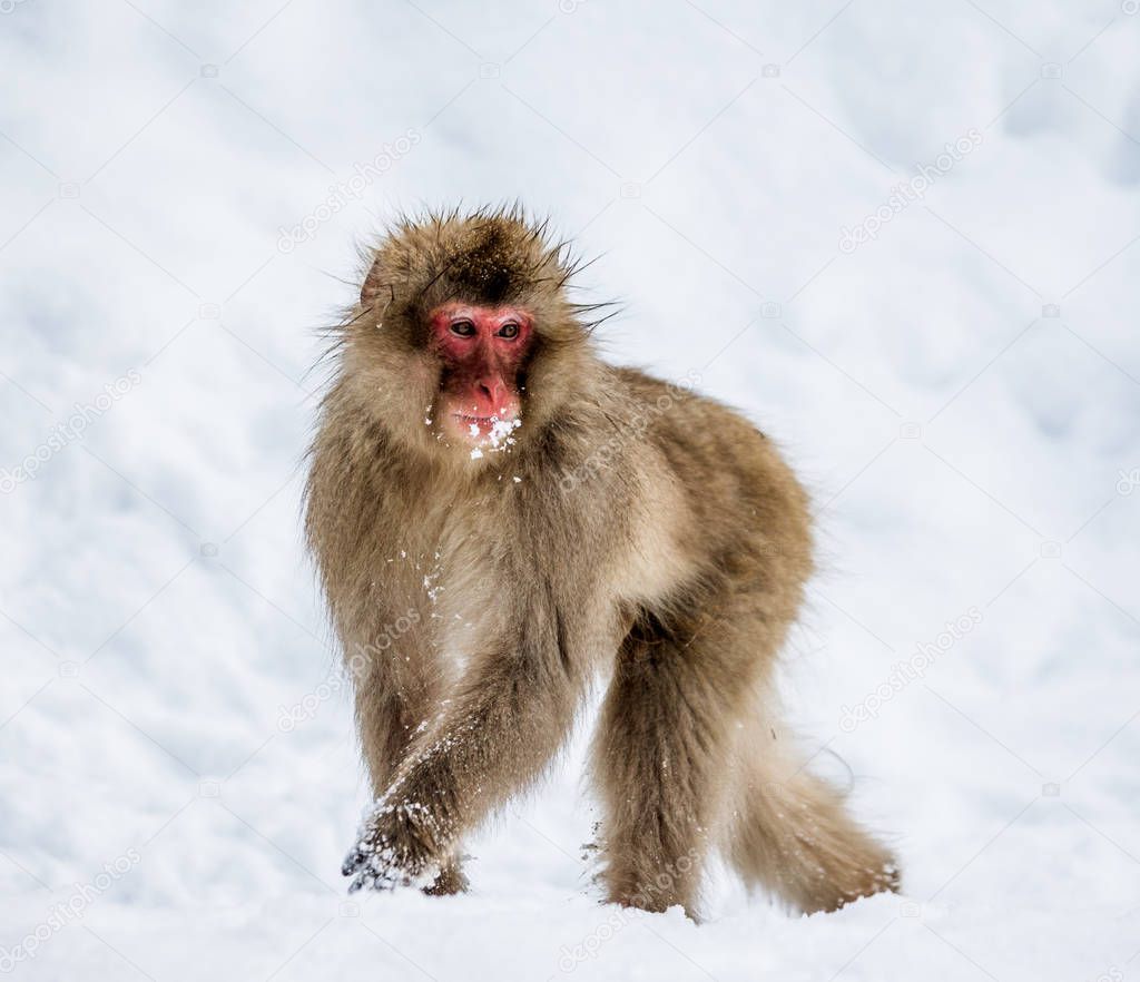 Japanese macaque running in snow.