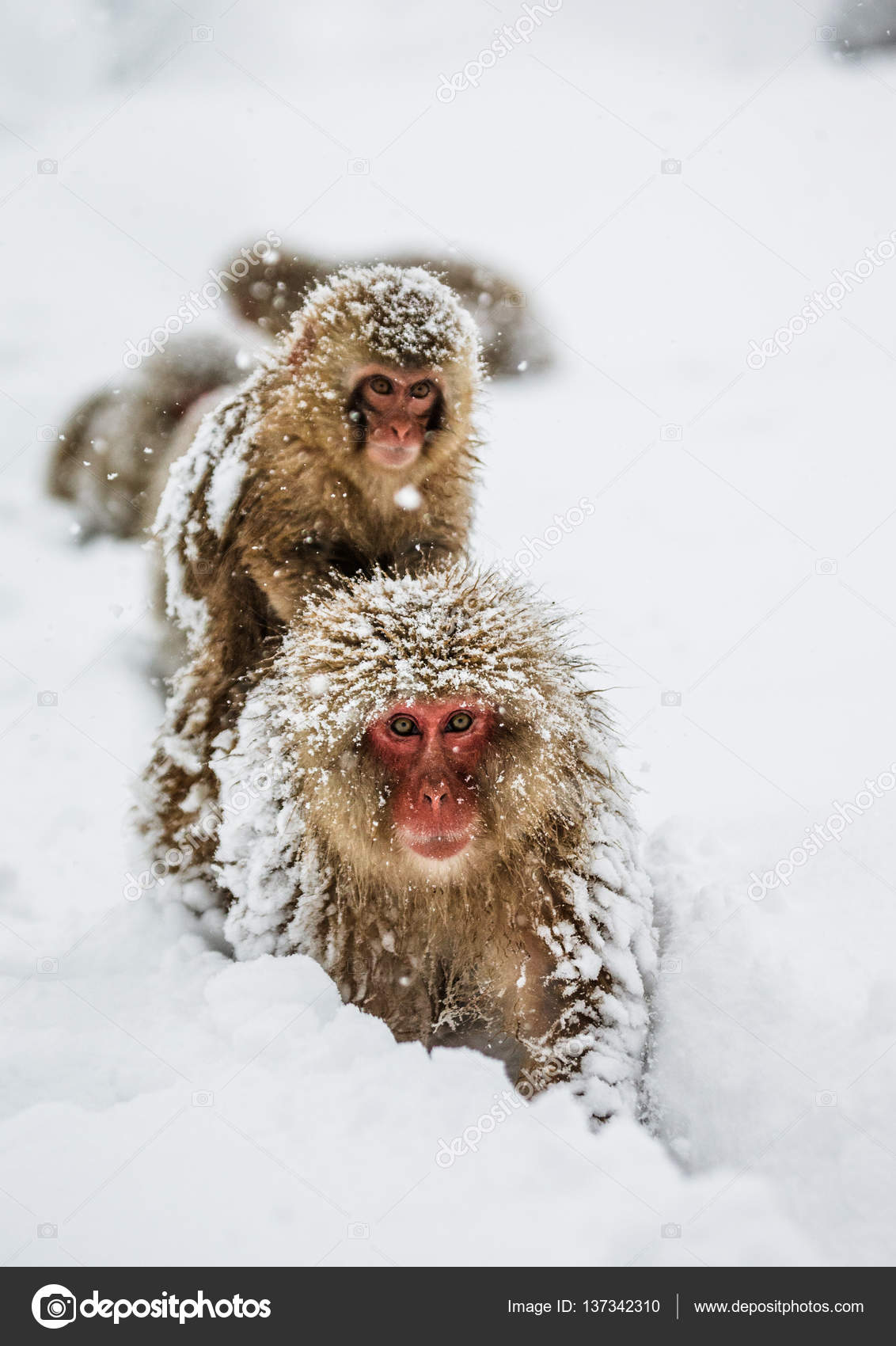Maman Japonais Macaque Avec Bebe Photographie Gudkovandrey C