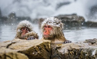 Kaplıca suda Japon makak.