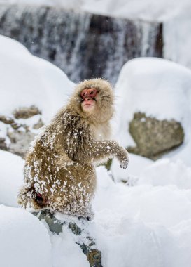 Buzlu Japon makak 