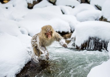 Aracılığıyla küçük nehir atlama makak.