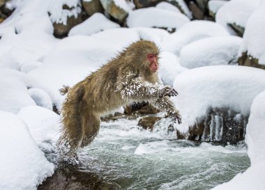 Aracılığıyla küçük nehir atlama makak.